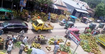 মির্জাপুরে কাঁঠালের বাম্পার ফলন, দামে খুশি কৃষক