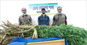 পটলক্ষেতে ৪৪ কেজি ওজনের ‘গাঁজার গাছ’