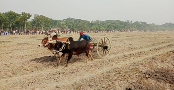 যশোরে ঐতিহ্যের গরুর গাড়ি দৌড় প্রতিযোগিতা