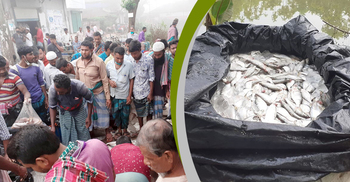 নিষেধাজ্ঞা অমান্য করে পহেলা বৈশাখে জাটকা বিক্রির মহোৎসব