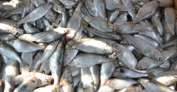 মুন্সিগঞ্জে ১৩০ মণ জাটকা জব্দ