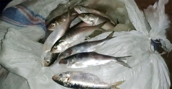 কলাপাড়ায় ২২ মণ জাটকা জব্দ