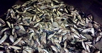 জব্দ ৬ মণ জাটকা বিতরণ করা হলো এতিমখানায়