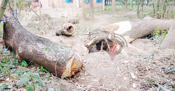 সন্ত্রাসী ভাড়া করে ভাইয়ের তিন লাখ টাকার গাছ কর্তন