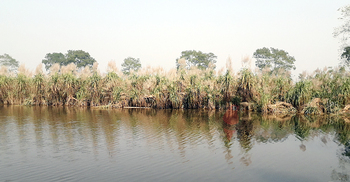 অসময়ের বৃষ্টিতে জলমগ্ন আখক্ষেত, মাড়াই নিয়ে শঙ্কা