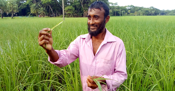 আমনে পোকার আক্রমণ