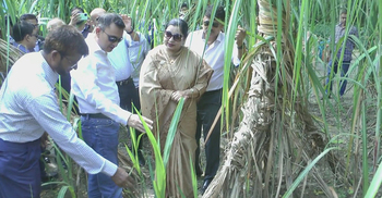 আখের নতুন জাত লাভজনক হলে ফের চালু হবে বন্ধ চিনিকল