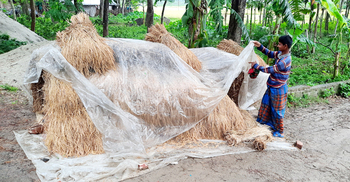 ‘অশনি’র প্রভাবে বৃষ্টি, ধান ঘরে তোলা নিয়ে বিপাকে কৃষক