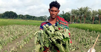 এনজিও থেকে ঋণ নিয়ে বেগুন চাষ, সব গাছ কেটে ফেলল দুর্বৃত্তরা