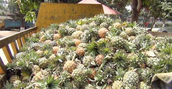 আনারসভর্তি পিকআপে মিলল গাঁজা