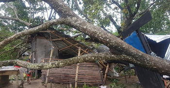 ঝড়ে গাছচাপায় আ.লীগ নেতার মৃত্যু