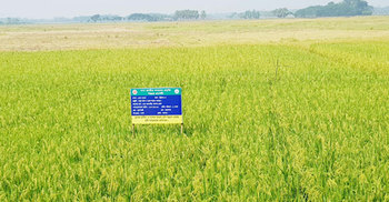 কম সময়ে বেশি ফলন, ব্রি-৮৭ ধান চাষে আগ্রহী কৃষকরা