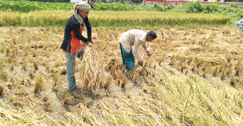 ধান ঘরে তুলতে দ্বিগুণ খরচ, দুশ্চিন্তায় কৃষক