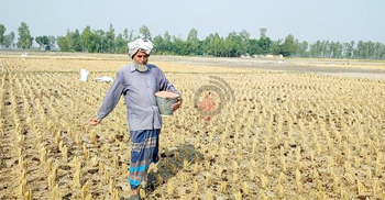 আলু চাষে বাড়ছে খরচ, চড়া দামে কিনতে হচ্ছে সার-বীজ