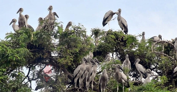 শামুকখৈল পাখির অভয়ারণ্য কানাইপুকুর গ্রাম