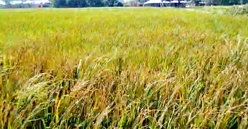 দুই ইটভাটার বিষাক্ত ধোঁয়ায় ঝলসে গেলো শত বিঘা ধানক্ষেত