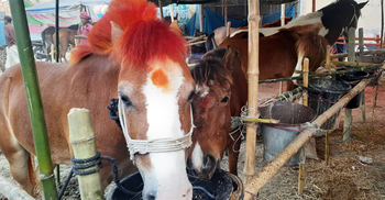 জয়পুরহাটে জমে উঠেছে ঐতিহ্যবাহী ঘোড়ার মেলা