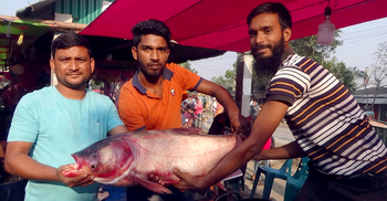 ১৫ কেজি ওজনের সিলভার, দাম ১১ হাজার