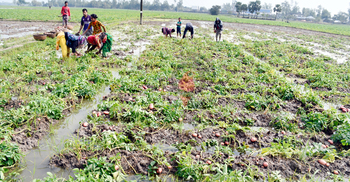 জয়পুরহাটে বৃষ্টিতে আলুর ব্যাপক ক্ষতির আশঙ্কা