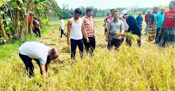 রোজা রেখে কৃষকের ধান কেটে দিল লক্ষ্মীপুর যুবলীগ
