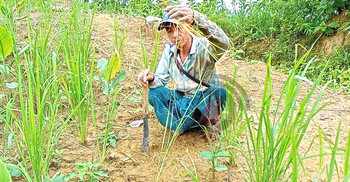 বৃষ্টি না হলে খাদ্য সংকট হতে পারে বান্দরবানের জুমচাষিদের