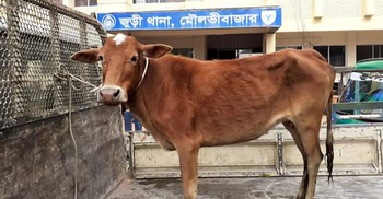 এক রাতে ৪ গরু চুরি, ওসি বললেন চুরি-ডাকাতি কোন জায়গায় হচ্ছে না?