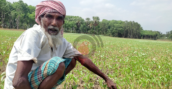 বৃষ্টির দেখা নেই, ফরিদপুরে খরায় পুড়ছে পাটচাষিদের স্বপ্ন