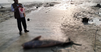 সৈকতে ফের ভেসে এলো মৃত ইরাবতী ডলফিন