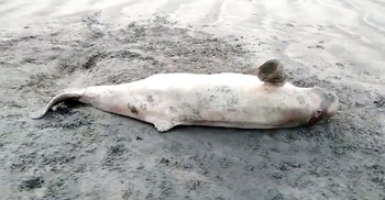 কুয়াকাটা সৈকতে ভেসে এলো অর্ধগলিত ডলফিন