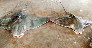 কুয়াকাটায় ধরা পড়লো দুই ‘বাদুড় মাছ’