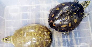 কমলগঞ্জে উদ্ধার সুন্ধি কাছিম লাউয়াছড়ায় অবমুক্ত