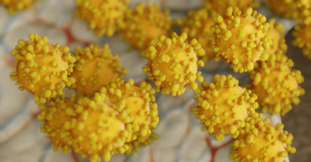 জ্বর-শ্বাসকষ্টে মেহেরপুরে ফেরিওয়ালার মৃত্যু