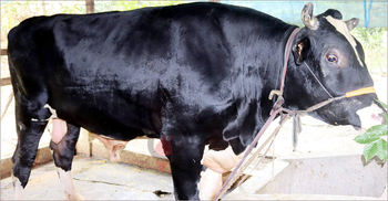 ৭ লাখে বিক্রি হবে ২৫ মণের ‘কালা পাহাড়’