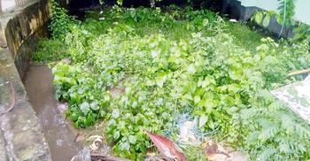 মশায় অতিষ্ঠ কালীগঞ্জ পৌরবাসী