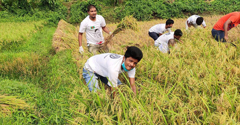 কৃষকের ধান কেটে মাড়াই করে দিচ্ছে ছাত্রলীগ