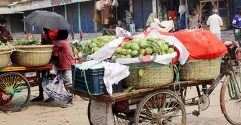 কানসাটে ৫২ কেজিতে আমের মণ!