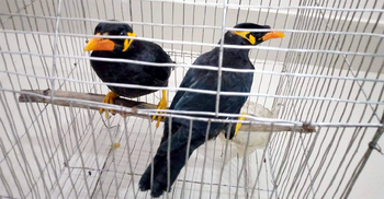 কাপ্তাইয়ে মহাবিপন্ন প্রজাতির ময়না উদ্ধার