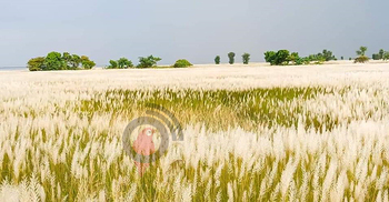 পদ্মার চরজুড়ে শুধু কাশফুল