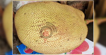 এক মণ ওজনের কাঁঠাল বিক্রি হলো দেড় হাজারে