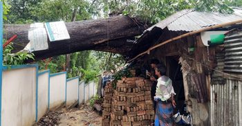 ঘরবাড়ির ওপর উপড়ে পড়ল অর্ধশত বছরের গাছটি