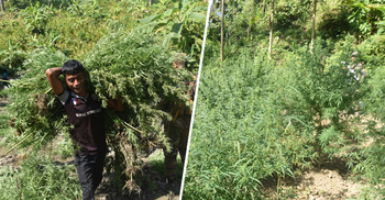 তিন একর জমিতে গাঁজা চাষ করলেন দুই ভাই
