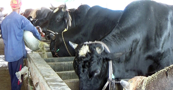 কোরবানিতে তিন কোটি টাকার গরু বিক্রির আশা এরশাদের