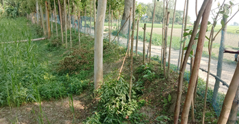 রাতের আঁধারে বাগানের গাছ কেটে দিলো দুর্বৃত্তরা