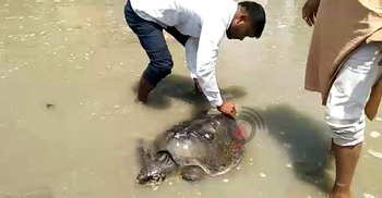 কুয়াকাটা সৈকতে অসুস্থ মা কচ্ছপ উদ্ধার, চলছে চিকিৎসা