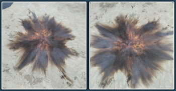 চাঁপাইনবাবগঞ্জে পত্রিকা অফিসে ককটেল হামলা