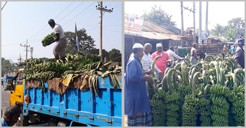 দেশজুড়ে পাহাড়ের কলার চাহিদা বেশি