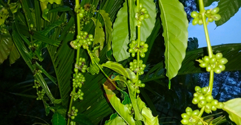 চা বাগানে লাভজনক হতে পারে কফি চাষ