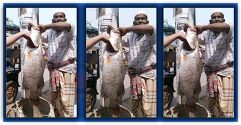 বলেশ্বর নদীতে ধরা পড়ল ৫০ কেজি ওজনের ২ কোরাল