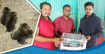 সিরাজগঞ্জে মেছো বাঘের ৪ বাচ্চা উদ্ধার