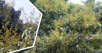 লিচুর রাজ্যে মুকুলের সমারোহ, বাম্পার ফলনের সম্ভাবনা